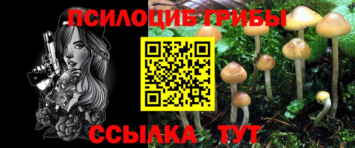Псилоцибиновые грибы мицелий Ноябрьск